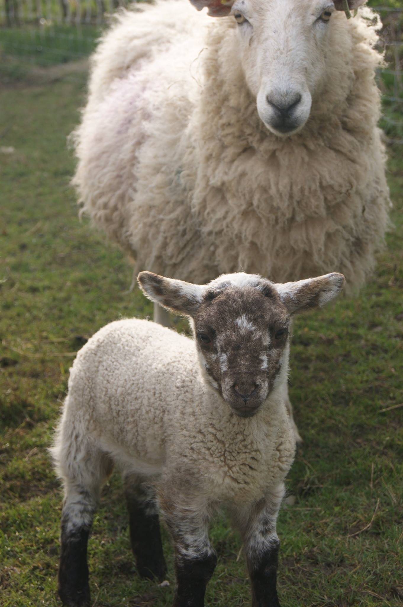 A Lamb and Her Mum