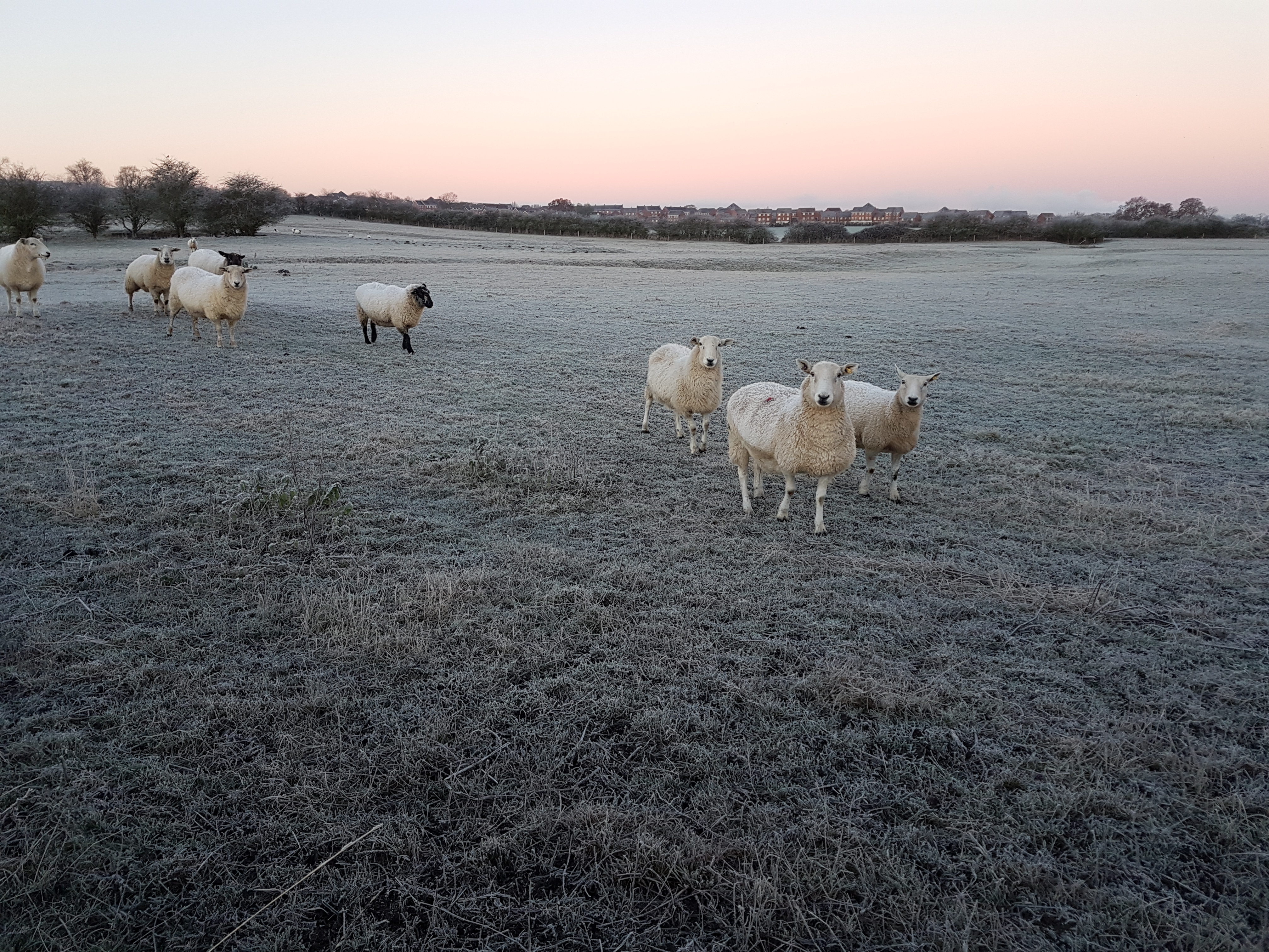 Sheep in the winter