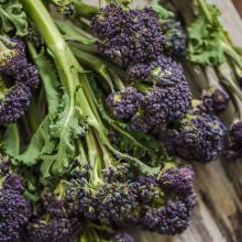 Organic Purple Spouting Broccoli